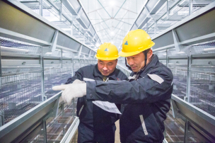 H layer cage price