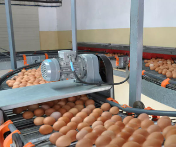 automatic egg collect machine